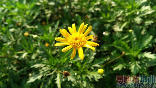 С��Note�����̫�����ѡ��Ŭ����Z9 mini�Ա������ֻ�1��ϸ����