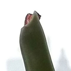 ������ҫ����4C���նԱ�