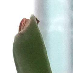 ������ҫ����4C���նԱ�