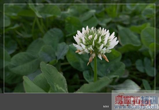 ����MX4������鱨�棺������ɱ� ��ԽС��4�Ĺյ�