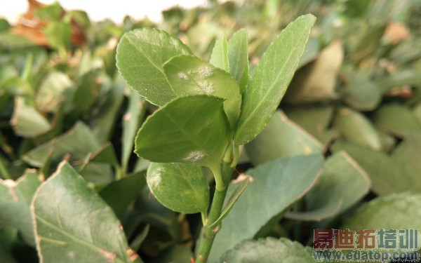 ����T1�Ա�iPhone6�������������ǌ�˿��Ϯ��