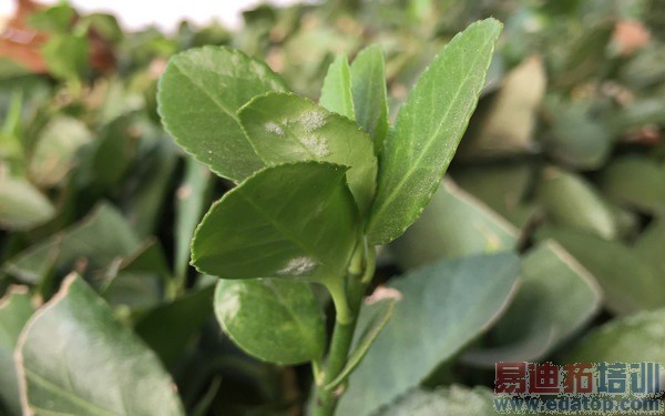 ����T1�Ա�iPhone6�������������ǌ�˿��Ϯ��