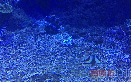 ����T1�Ա�iPhone6�������������ǌ�˿��Ϯ��