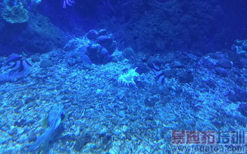 ����T1�Ա�iPhone6�������������ǌ�˿��Ϯ��