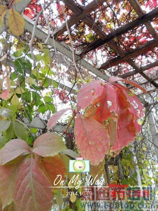 ��ΪMate7/��ҫ6�����Ա����⣺��˼����