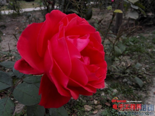 ��ΪMate7/��ҫ6�����Ա����⣺��˼����