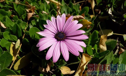 ����MX4 YunOS�����⣺ǿ������ƥ�л�ΪMate7 С��4���