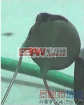 图4:MOV14D471 在600V*2A 电流试验后图片